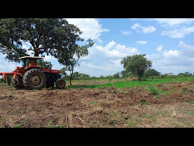 How to Prepare Your Farm Land in Uganda | Ox Plough or Tractor?