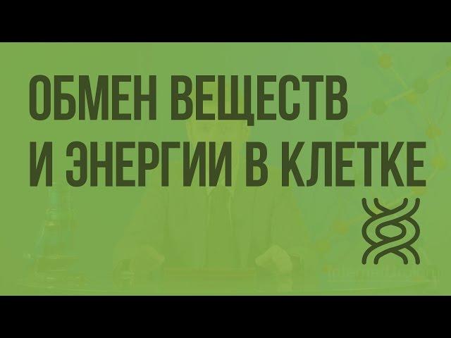 Обмен веществ и энергии в клетке. Видеоурок по биологии 9 класс