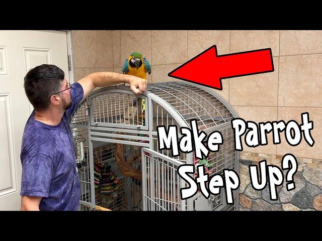 Should You Force a Parrot to Step Up?