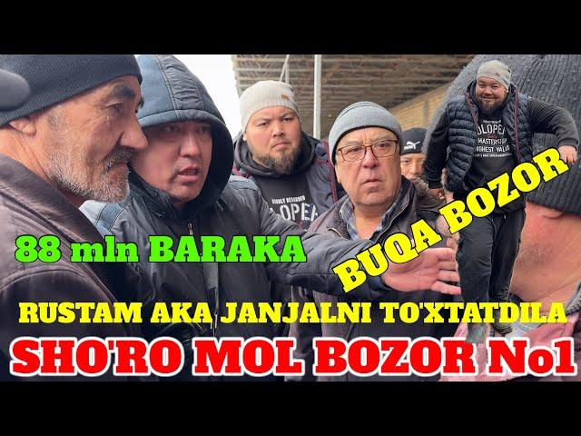 SHO'RO MOL BOZOR BUQALAR RUSTAM AKA 88 mln OLIB OLDIDA 90 mln 300 ming BARAKA QILDI JANJAL ISHKAL 