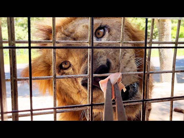 Feeding the lions directly!? Japan's Amazing Safari Park!! | Oita African Safari