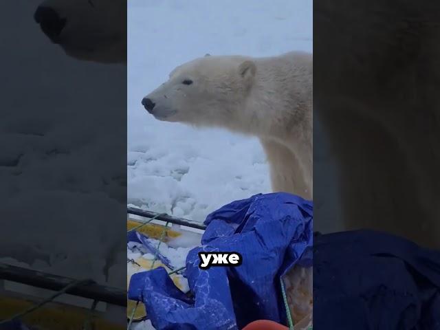 Белый медведь- сын холодной жопы и плохого настроения