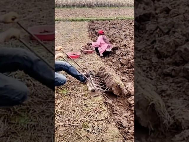 The process of digging underground vegetables with an iron rake