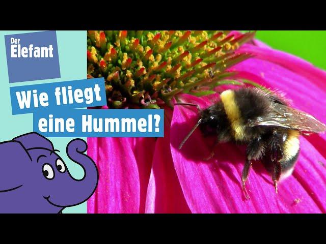 Was unterscheidet die Hummel von einer Biene und wie fliegt sie? | Der Elefant | WDR