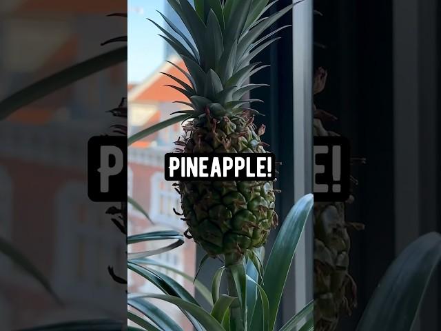 How to Make the Tops of Pineapples Grow a New Pineapple | creative explained