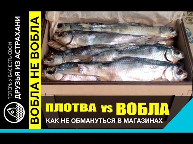 ЧЕМ ОТЛИЧАЕТСЯ ПЛОТВА ОТ ВОБЛЫ? И почему под одним названием разную рыбу продают