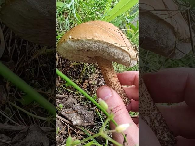 ПОДБЕРЁЗОВИК ВЕСНОЙ! Начинается наступление грибов!