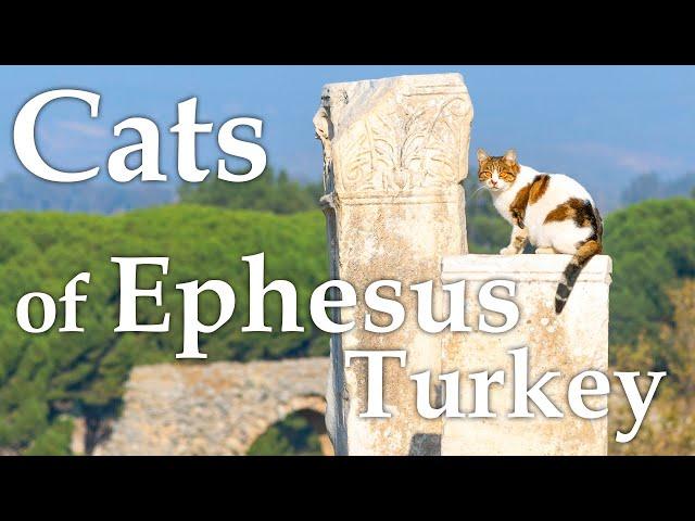 Cats of Ancient Ephesus Turkey, including Şirince Village and the Town of Kuşadası, Turkey