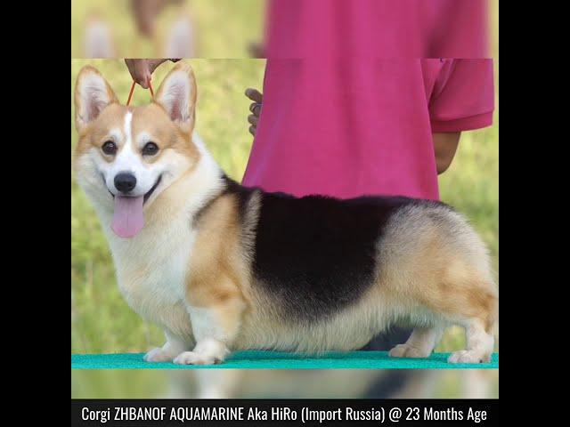 Corgi ZHBANOF AQUAMARINE Aka HiRo (Import Russia) @ 23 Months Age️
