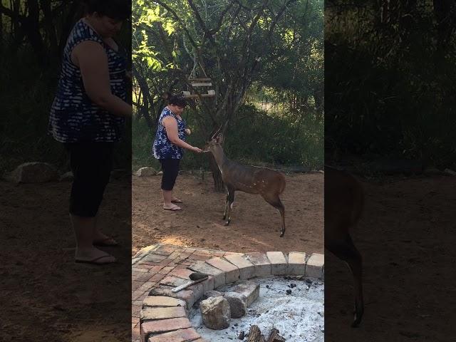 Marloth Park visitors