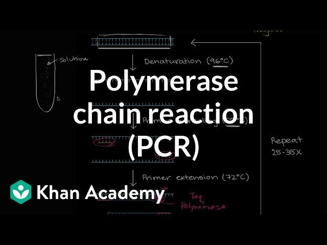 Polymerase chain reaction (PCR) | Biomolecules | MCAT | Khan Academy