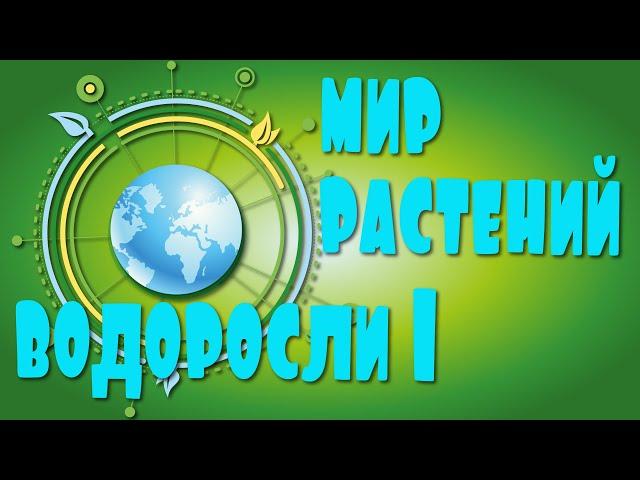 ВОДОРОСЛИ. Мир растений для детей. Низшие растения.