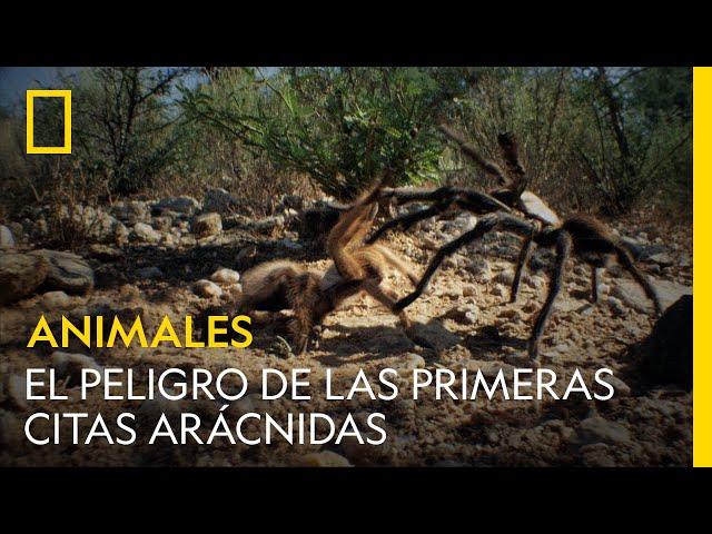 Las primeras citas arácnidas son muy peligrosas | NATIONAL GEOGRAPHIC ESPAÑA