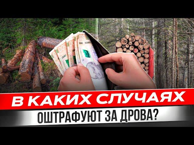 Можно ли собирать дрова и когда будет штраф?