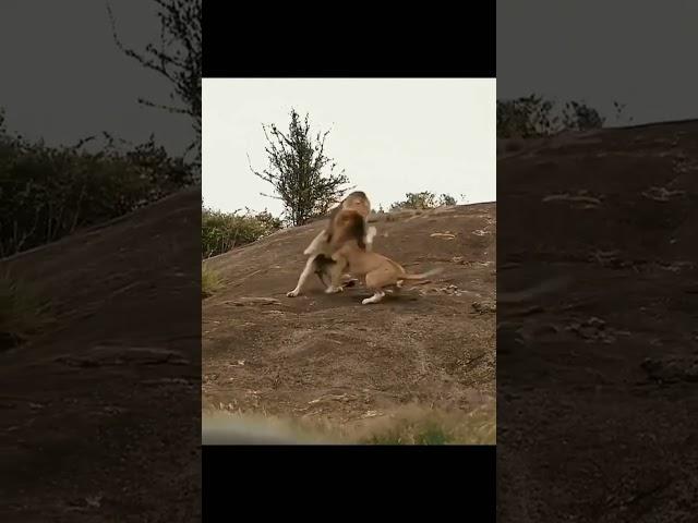 Lion vs lion #shorts AnimalTube (애니멀튜브) - World  of animals (동물의 세계)