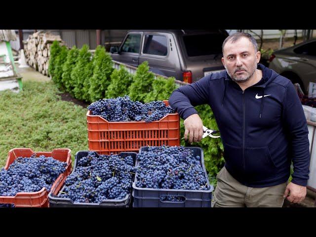 HOMEMADE WINE from HOME-GROWN GRAPES