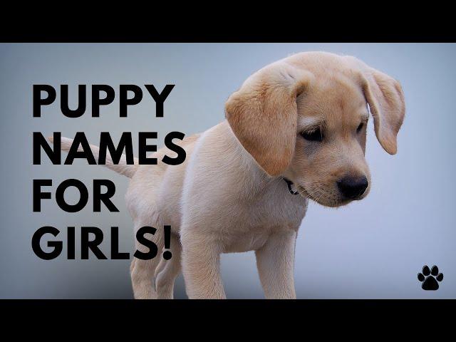  Puppy Names For Girls - 51 CUTE & TOP Ideas | Names