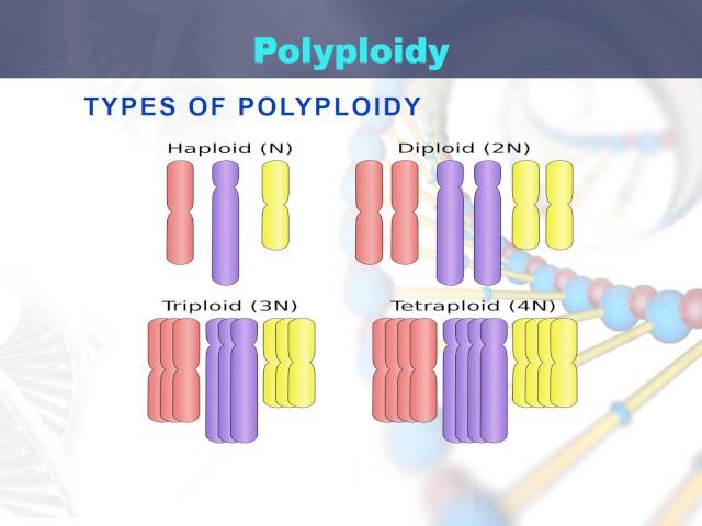 polyploidy