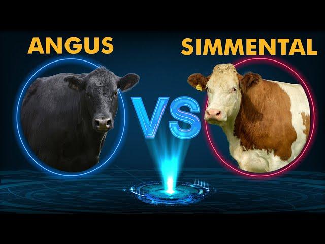 Angus vs Simmental