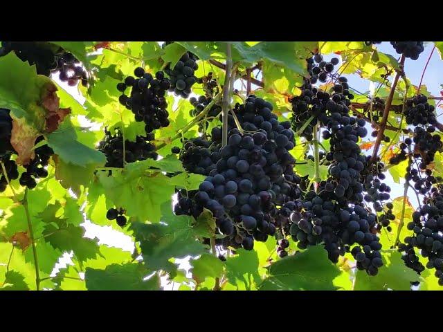 Sweet grapes in the countryside near Odessa Ukraine!