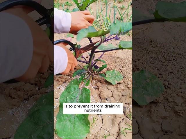 Tips to grow eggplants with high yield #shorts #plantingtips