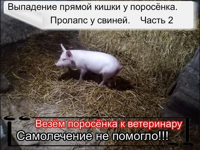 Выпадение прямой кишки у поросенка. Везём к ветеринару.