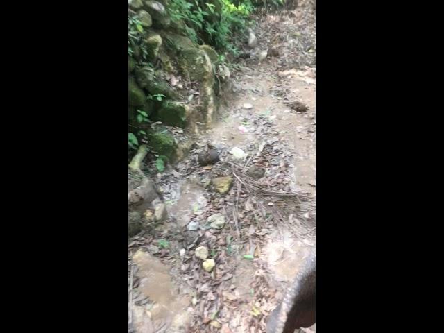 Sash Stangs & Voulé Thailand trip Elephant  ride Dec2018 A short one  Nah Seriously You See