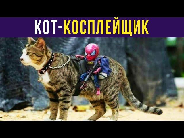 Приколы. КОТ-КОСПЛЕЙЩИК | Мемозг #362