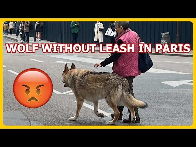 WOLF IN PARIS WITHOUT LEASH PROTECTING OWNER