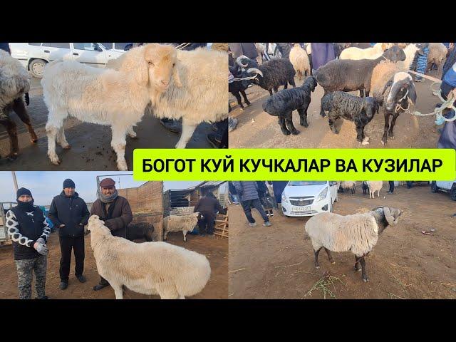 КУЙ КУЧКАЛАР ЯНГИ НАРХЛАРИ ХОРАЗМ БОГОТ 25-ДЕКАБРЯ  !!! ХОРАЗМ ОБЗОР