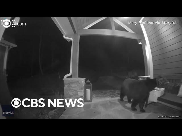 Hungry bear steals bagel delivery from porch