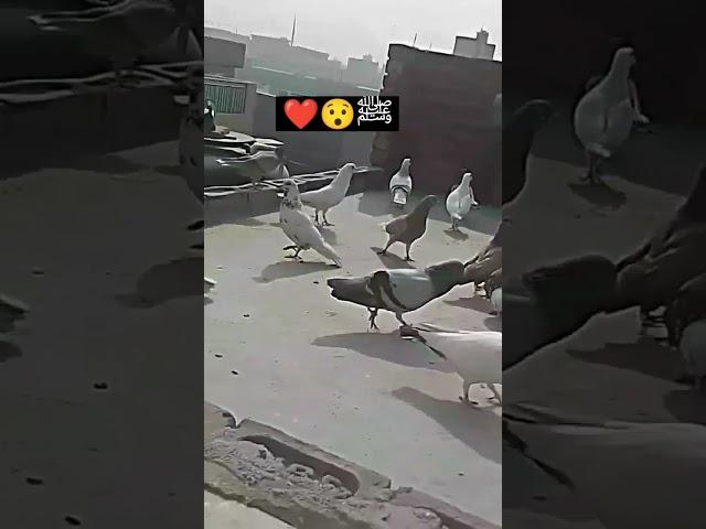  alhamdulillah ﷺ ️ #islamicstatus #pigeon #kabootar #shorts #trending #viral #newvideo