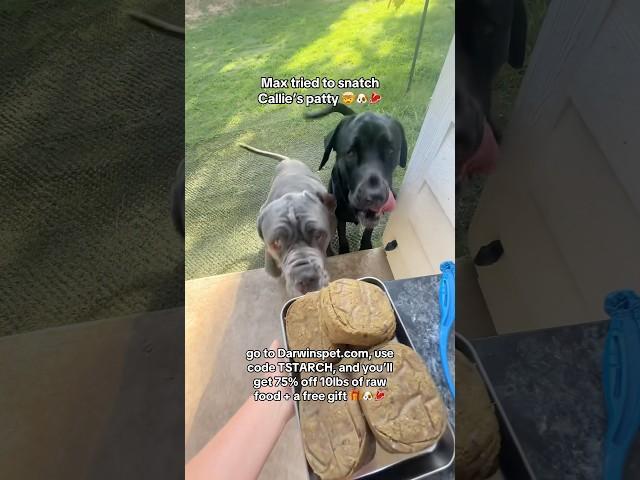 Max tried to snatch Callie’s patty  #dogfood #dogshorts #dogmom