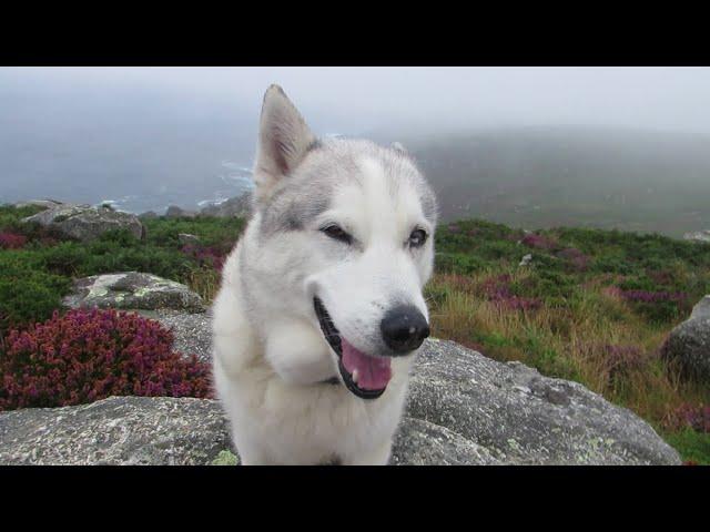 November in August .. HUSKY loves exploring in any weather .. soggy doggy and Hoomum