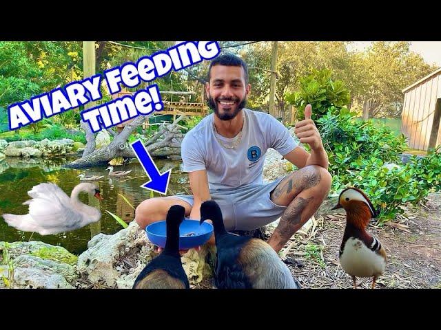 FULL FEEDING Tour In My AVIARY! INCREDIBLE!!!