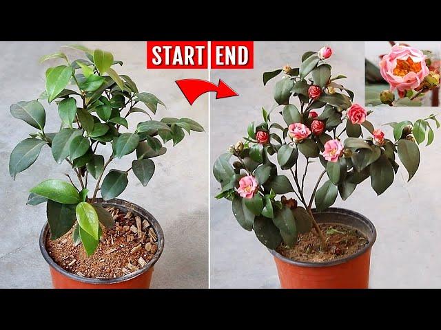 RIGHT way to grow & care for Camellia others don't tell you