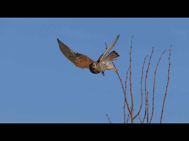 Der Falke auf der jagt .