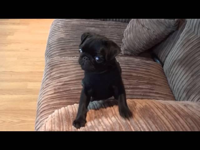 Batman Pug puppy screaming for dinner