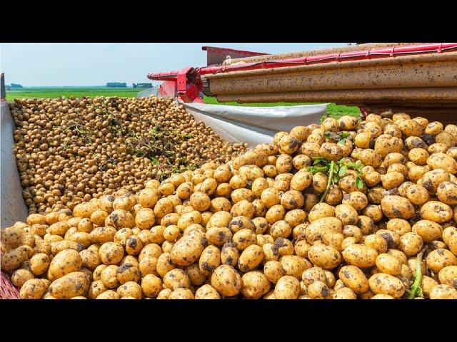 How Harvest Thousand Tons of Potato with Modern Machine | Potato chip,French fries Making in Factory