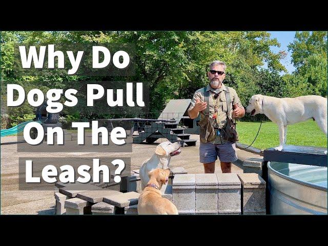 Why Do Dogs Pull On The Leash?