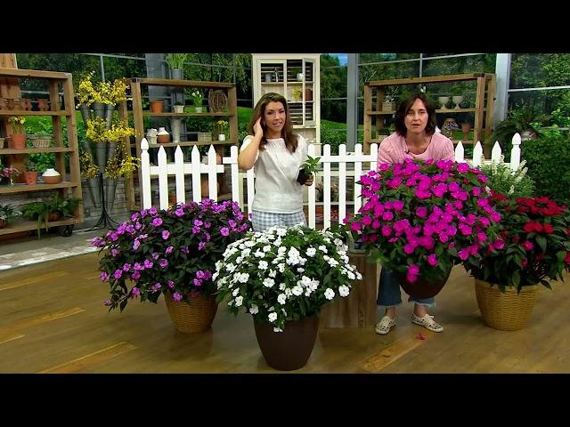 Cottage Farms 4-Piece SunPatiens Live Plant Collection on QVC