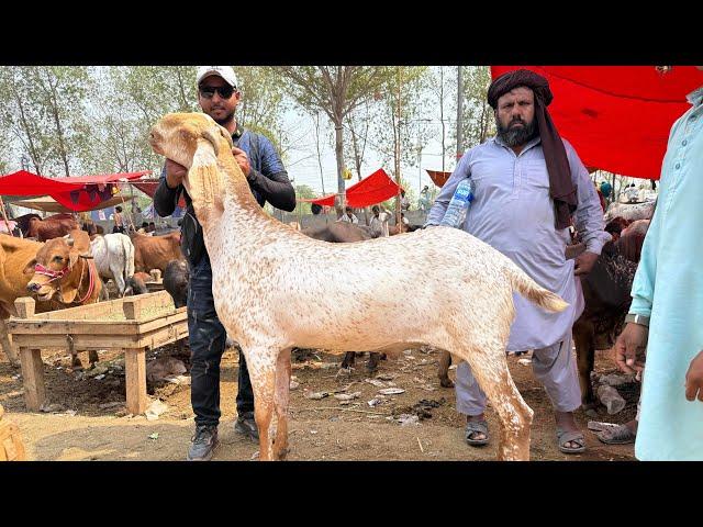 Mandi Ka Rasta Khul Diya Hai Shahpur Kanjra Live Soda Makhi Chena Bakre Mazhar Biba Official