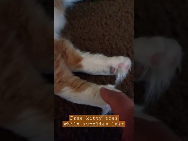 I see kitty toes #cat #catlover #catstuff #catvideos #sunny #trending #cute #catvideo #toes