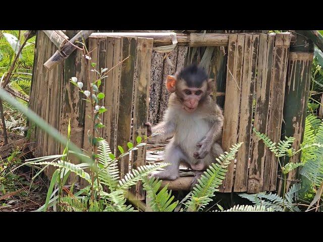 The Nahu monkey's house in the deep forest was destroyed