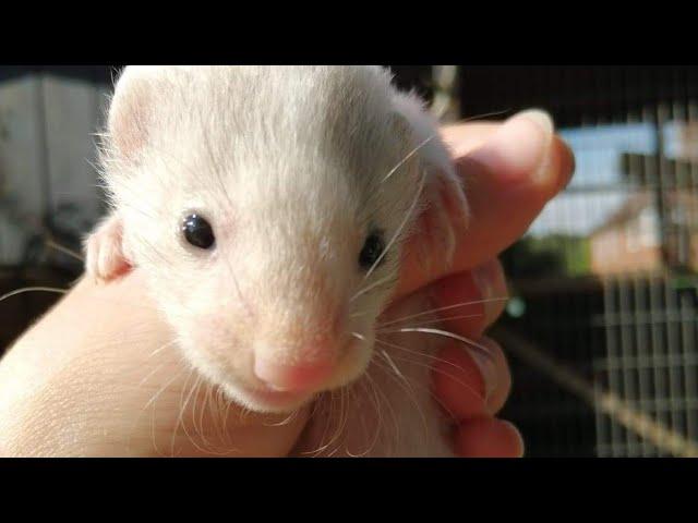 Breeding ferrets - The whole story