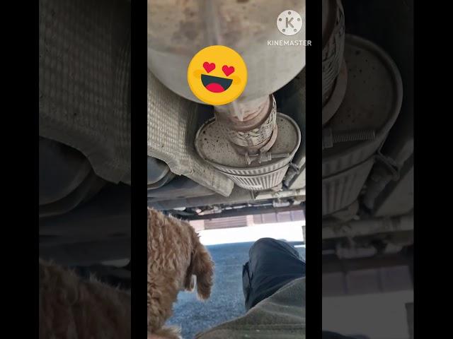 She Is A Great Helper #dog #dogfunny #mechanic #work #shorts #short