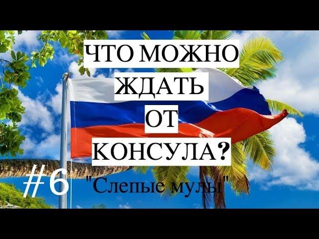 ЧТО МОЖНО ЖДАТЬ ОТ КОНСУЛА? /"Слепые мулы" #6