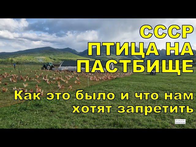 Петухам век воли не видать! Как это было в СССР и что нам хотят запретить!