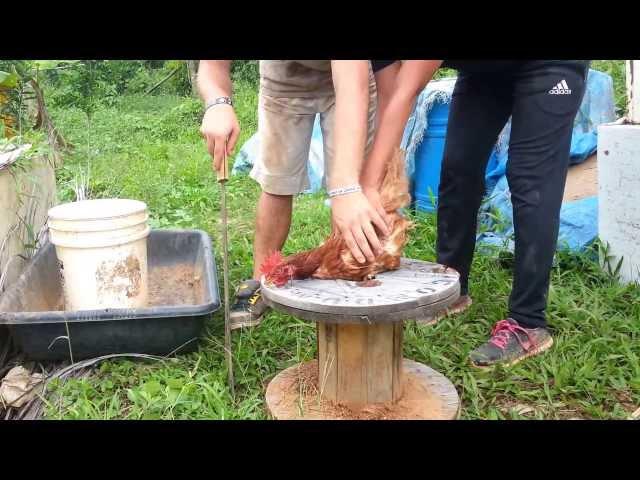 Puerto Rico - how to kill a chicken