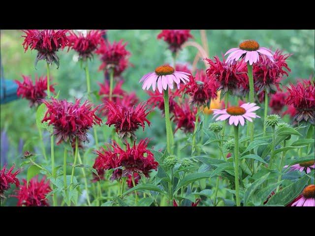 JACOB CLINE MONARDA (Monarda didyma) - You need this in your 2024 Pollinator Garden @CEGNatives